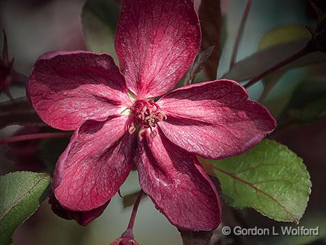 Red Blossom_DSCF02202.jpg - Photographed at Smiths Falls, Ontario, Canada.